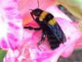 Bombus argillaceus